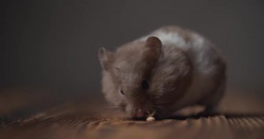 tapılası Suriye hamsterı garip bir şekilde yürüyor, yiyor ve yiyecek arıyor, ahşap masaya bakıyor ve yan yatıyordu.