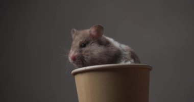 Meraklı küçük Suriyeli hamster etrafa bakıyor, bir kahve fincanında oturuyor, burnunu hareket ettiriyor ve stüdyoda kahverengi arka planı kokluyor.