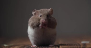 Sevimli, küçük hamster yalayan, ellerini ve burnunu temizleyen, ahşap masada oturan, yan görüş pozisyonunda hareket eden ve kahverengi arka planda yürüyen