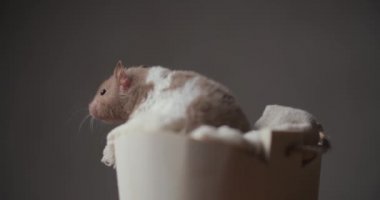 Stüdyoda kahverengi arka planda rahat bir sepette oturan sevimli küçük altın hamsterın arka plan görüntüsü.
