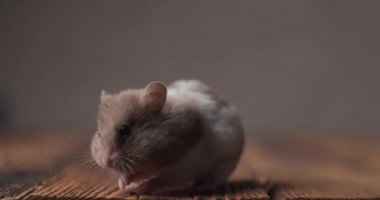 Küçük şirin Suriyeli hamster tahta masada oturuyor, burnunu hareket ettiriyor ve kokluyor, merak ediyor ve kahverengi arka planı araştırıyor.