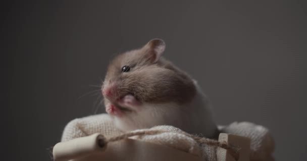 Petit Hamster Syrien Couché Dans Panier Confortable Tenant Les Mains — Video