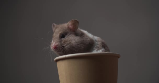 Adorável Pequeno Hamster Dourado Sentado Uma Xícara Olhando Para Lado — Vídeo de Stock