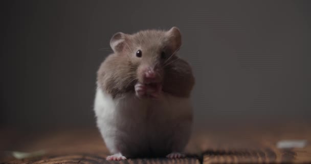 Schattige Kleine Hamster Likken Schoonmaken Handen Neus Zitten Houten Tafel — Stockvideo
