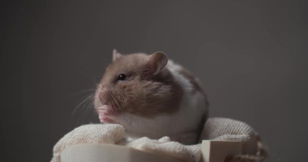Cute Little Syrian Hamster Being Hungry Eating Sitting Comfy Basket — Stock Video