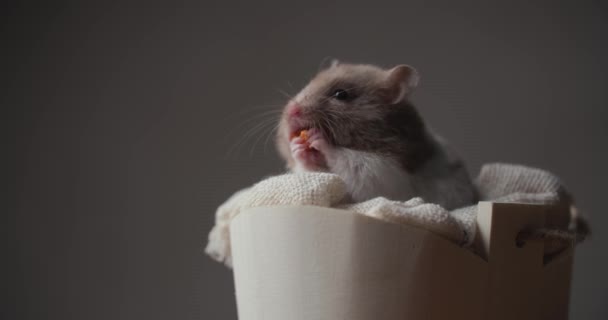 Hamster Emas Kecil Yang Cantik Sedang Lapar Makan Dan Duduk — Stok Video