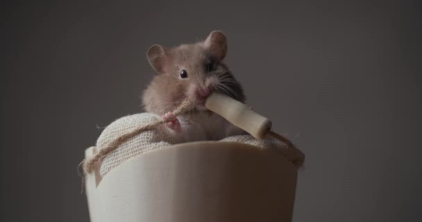 滑稽的金黄色小仓鼠坐在篮子里嚼着绳子 在工作室里享受着褐色背景的乐趣 — 图库视频影像