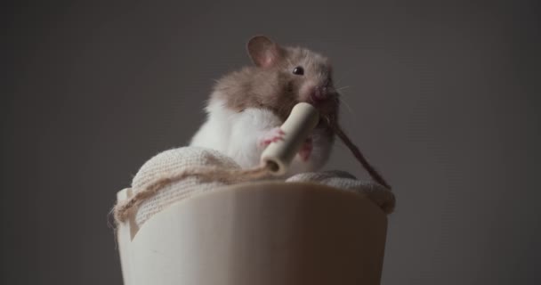顽皮的仓鼠坐在一个舒适的篮子里 背景是褐色的 玩耍着 嚼着绳子 玩得很开心 — 图库视频影像