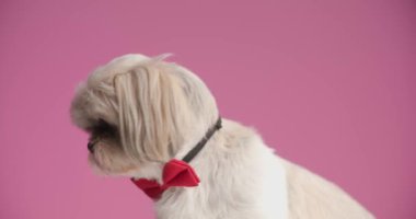 Şirin shih tzu köpeği yana bakıyor, pembe arka planda kırmızı papyon takıyor.