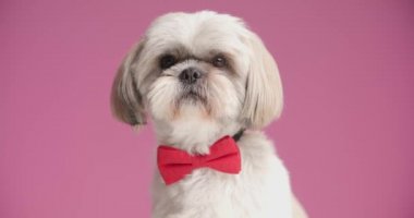 Küçük shih tzu köpeği oturuyor ve kameraya bakıyor, pembe arka planda kırmızı papyon takıyor.