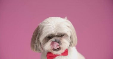Tatlı shih tzu köpeği ağzını yalıyor, yana bakıyor, pembe arka planda kırmızı papyon takıyor.