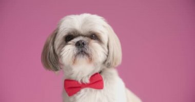 Güzel shih tzu köpeği burnunu yalıyor, kırmızı papyon takıyor ve pembe arka plandaki kameraya bakıyor.