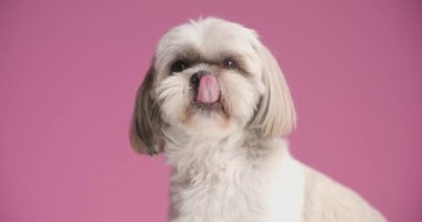 Shih tzu köpeği sürekli burnunu yalıyor, yan tarafa bakıyor ve pembe arka planda oturuyor.
