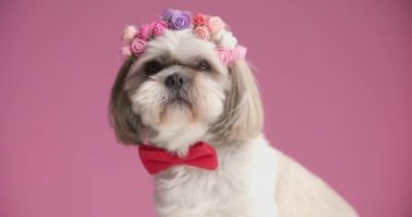 Sevimli küçük shih tzu köpeği yan tarafa bakıyor, çiçek bandı takıyor ve pembe arka planda kırmızı papyon takıyor.