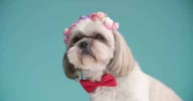 Şirin shih tzu köpeği mavi arka planda oturuyor, bir çiçek bandı takıyor ve ağzını yalıyor.