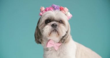 Küçük shih tzu köpeği çiçek bandı ve papyon takıyor ve mavi arka plandaki kameraya bakıyor.