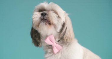 Shih tzu köpeği ağzını yalıyor, pembe papyon takıyor ve mavi arka plan arıyor.