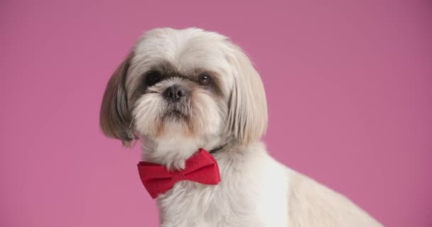 可爱的石竹狗 戴着红色的领带 用粉色的背景看着摄像机 — 图库视频影像