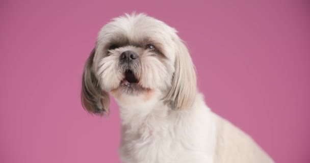 Anjing Kecil Shih Tzu Menjilati Mulutnya Melihat Kamera Melihat Samping — Stok Video
