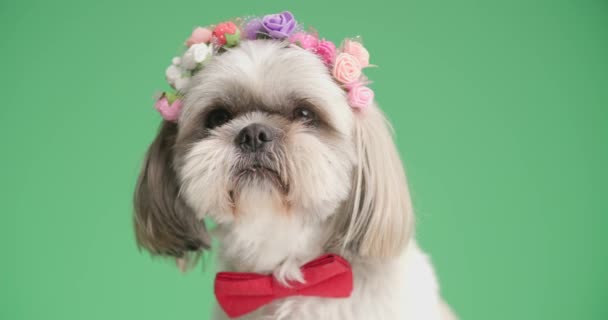 Süßer Shih Tzu Hund Mit Einem Stirnband Aus Blumen Roter — Stockvideo