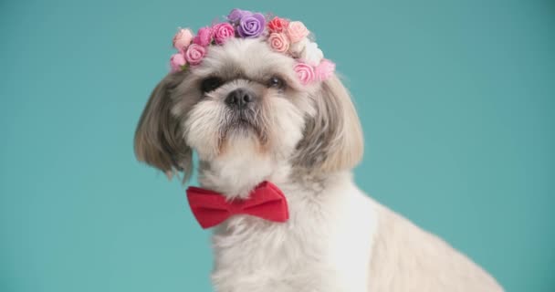 Kafasına Çiçek Takan Küçük Shih Tzu Köpeği Mavi Arka Planda — Stok video