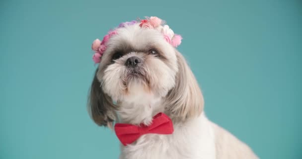 Shih Tzu Hund Slickar Näsan Bär Ett Pannband Blommor Och — Stockvideo
