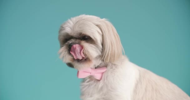 Kleine Shih Tzu Hond Likken Zijn Mond Dan Geeuwen Het — Stockvideo