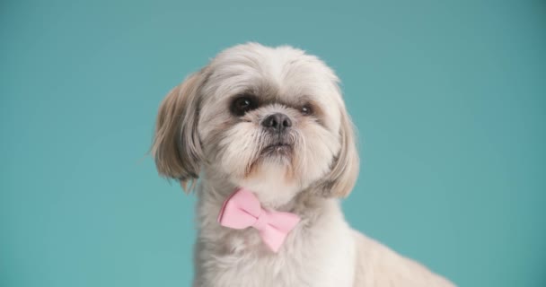 美丽的石竹狗坐在那里 看着相机 戴着粉色的领带 蓝色的背景 — 图库视频影像