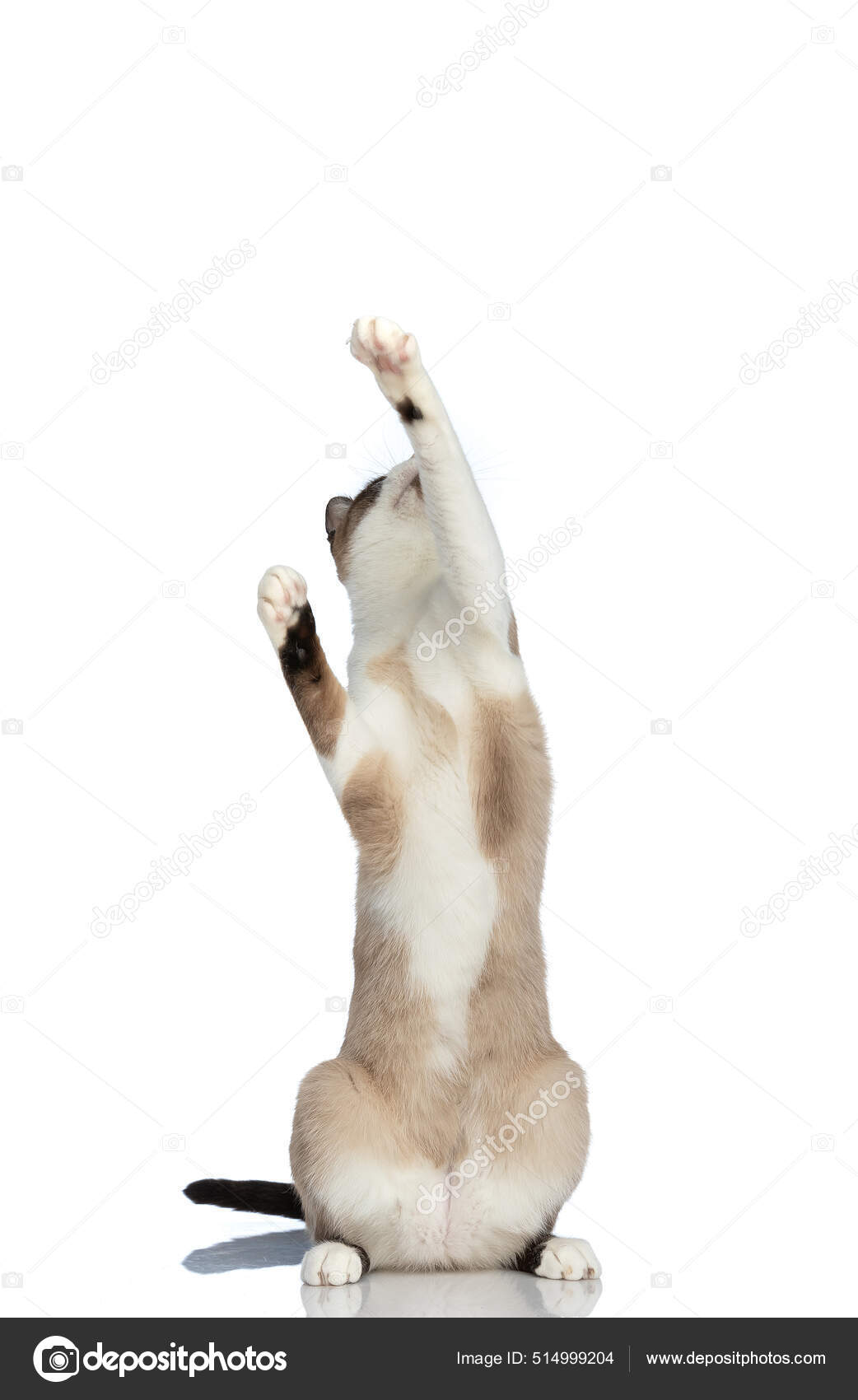 Cat waving paws in air deals