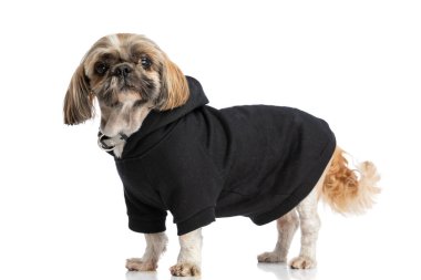Şirin shih tzu köpek yavrusu, siyah kapüşonlu ve yakalı, stüdyoda beyaz arka planda dikiliyor.