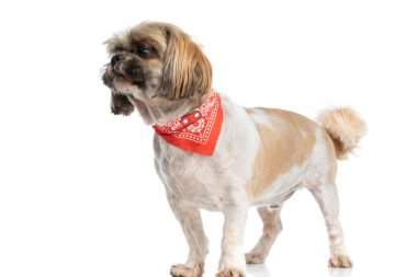 Bandana takmış şirin küçük shih tzu köpeğinin yan görüntüsü. Stüdyoda beyaz arka planda tek başına dikilirken yan tarafa bakıyor.