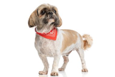 Stüdyoda beyaz arka planda tek başına dururken kırmızı bandana takan hevesli küçük shih tzu köpeği.