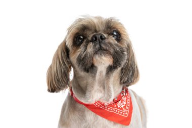 Kırmızı bandanalı sevimli shih tzu yavrusu tuhaf bir tavırla yukarı bakıyor ve stüdyoda beyaz arka planda tek başına duruyor.