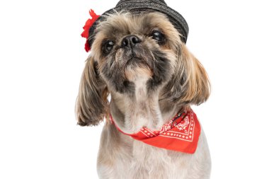 tapılası shih tzu köpeği siyah şapkalı ve kırmızı bandanalı, yukarı bakıyor ve yemek bekliyor stüdyoda beyaz arka planda tek başına otururken