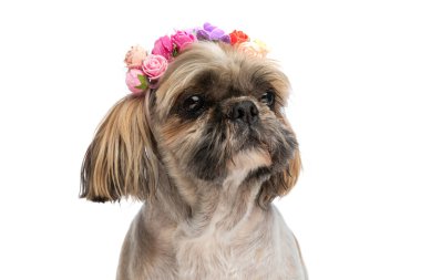 Şirin küçük shih tzu köpek yavrusu. Stüdyoda beyaz arka planda tek başına otururken çiçek bandı takıyor.
