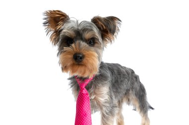 Güzel Yorkshire Teriyeri köpek yavrusu pembe kravat takıyor ve stüdyoda beyaz arka planda tek başına duruyor.