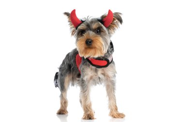 Küçük şirin Yorkshire Terrier köpeği şeytan boynuzu ve kırmızı ceket giyiyor, yukarı ve yana bakıyor ve stüdyoda beyaz arka planda tek başına duruyor.