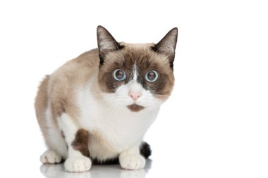 Stüdyoda beyaz arka planda oturan mavi gözlü sevimli minik metis kedicik.