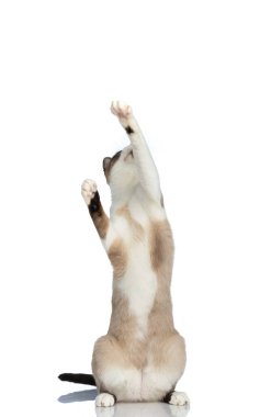 Merak uyandıran küçük metis kedicik pençelerini havada tutuyor ve meraklı bir şekilde stüdyoda beyaz arka planda dikilirken yakalamaya çalışıyor.