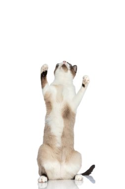 Oyuncu küçük metis kedi arka ayakları üzerinde duruyor, yukarı bakıyor, merak ediyor ve stüdyoda beyaz arka planda oynuyor