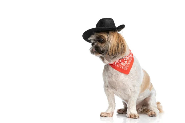 Adorável Pequeno Shih Tzu Cão Vestindo Chapéu Bandana Vermelha Olhando — Fotografia de Stock