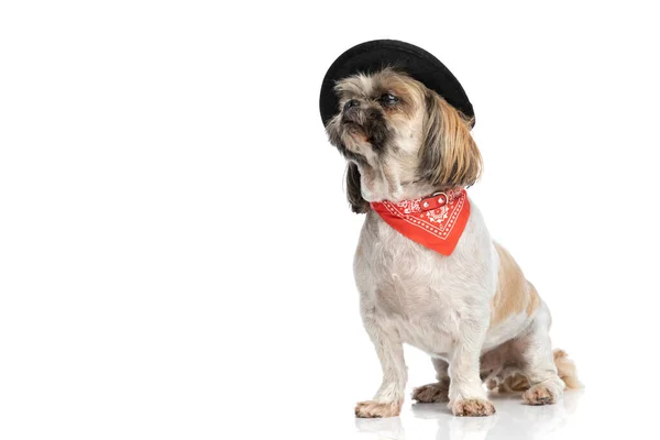 Havalı Shih Tzu Köpek Yavrusu Kırmızı Bandana Şapka Takıyor Yukarı — Stok fotoğraf