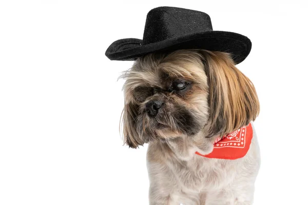 Şirin Shih Tzu Köpek Yavrusu Kırmızı Bandana Şapka Takıyor Hayal — Stok fotoğraf