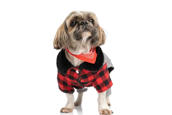 Adorable Little Shih Tzu Dog Wearing Autumn Jacket Red Bandana — Stock Photo, Image