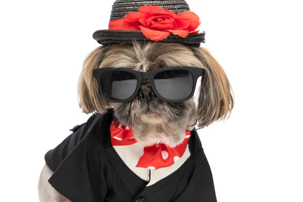 Legal Pouco Shih Tzu Filhote Cachorro Vestindo Chapéu Óculos Sol — Fotografia de Stock