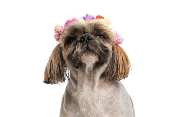 Curioso Pequeno Shih Tzu Cachorro Vestindo Flores Headband Olhando Para — Fotografia de Stock