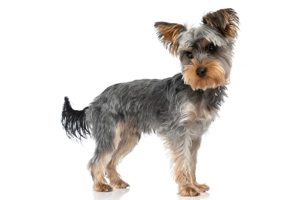 Side View Cute Little Yorkie Pup Looking Side Standing Isolated — Stock Photo, Image