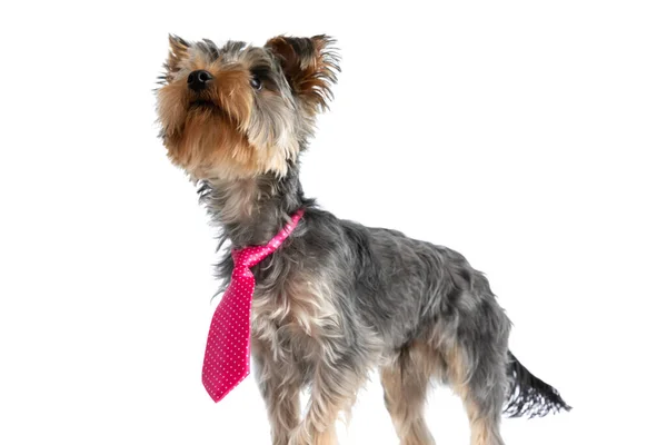 Curioso Bebê Yorkshire Terrier Filhote Cachorro Com Gravata Rosa Olhando — Fotografia de Stock