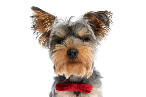 Porträtt Bedårande Liten Yorkshire Terrier Valp Bär Röd Fluga Och — Stockfoto