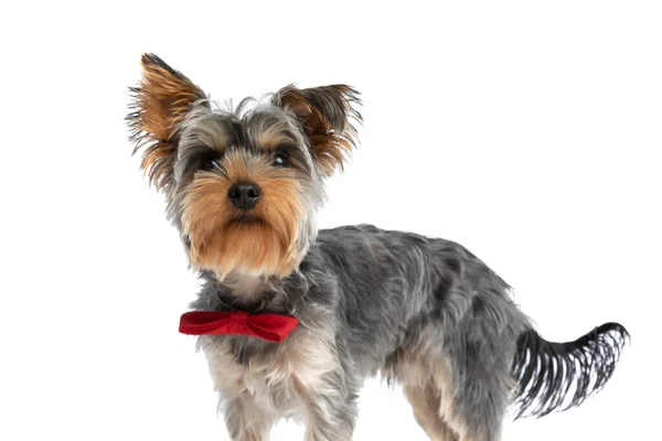 Adorável Pouco Yorkshire Terrier Doggy Vestindo Bowtie Vermelho Olhando Para — Fotografia de Stock